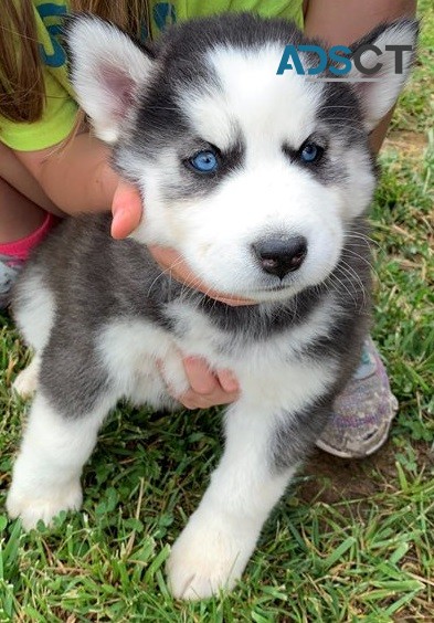 Siberian Husky Puppies For Sale