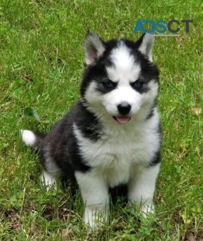 Siberian Husky Puppies For Sale