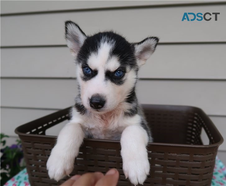 Siberian Husky Puppies For Sale