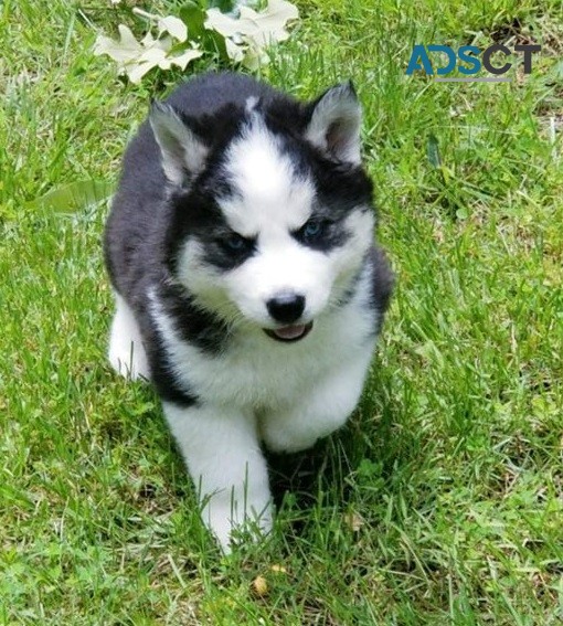 Siberian Husky Puppies For Sale