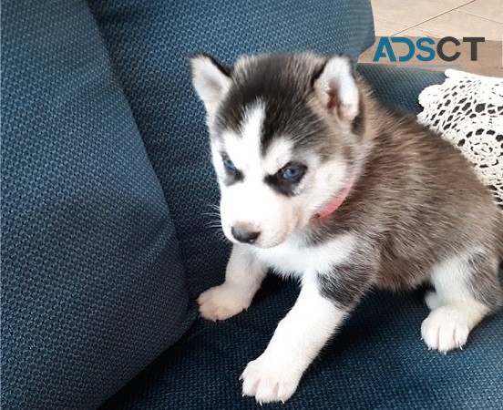 Siberian Husky Puppies For Sale