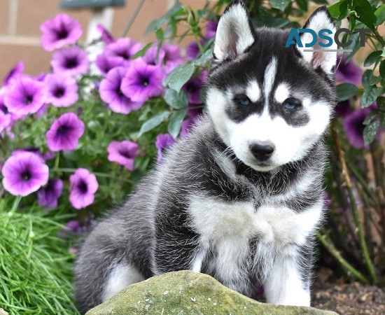 Siberian Husky Puppies For Sale