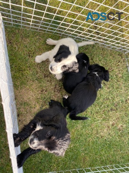 HEALTHY COCKER SPANIEL PUPPIES