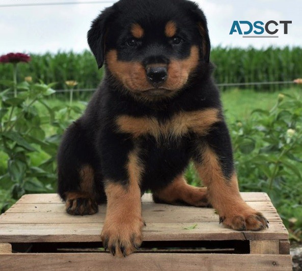 Rottweiler Puppies For Sale