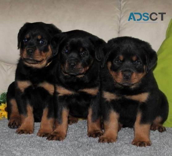 Rottweiler Puppies For Sale