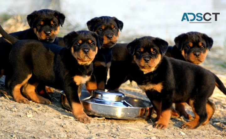 Rottweiler Puppies For Sale