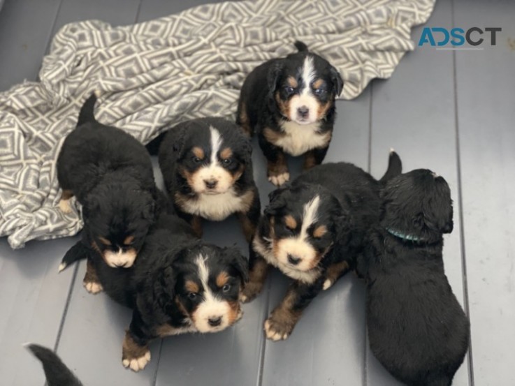 Bernese Mountain Dog Puppies