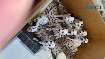 YOUNG DALMATIAN PUPPIES READY TO LEAVE