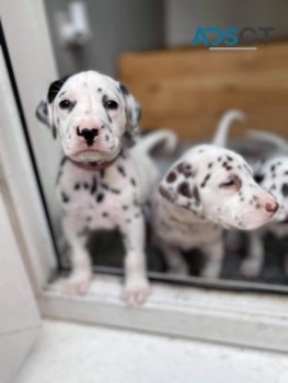 YOUNG DALMATIAN PUPPIES READY TO LEAVE