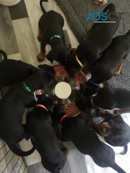 FANTASTIC  DOBERMAN PUPPIES