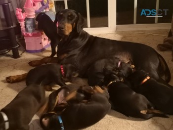 FANTASTIC  DOBERMAN PUPPIES