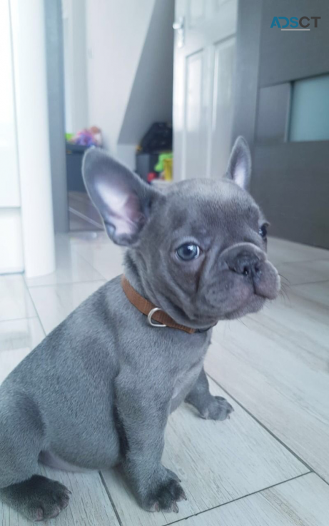 Outstanding French bulldog for adoption 