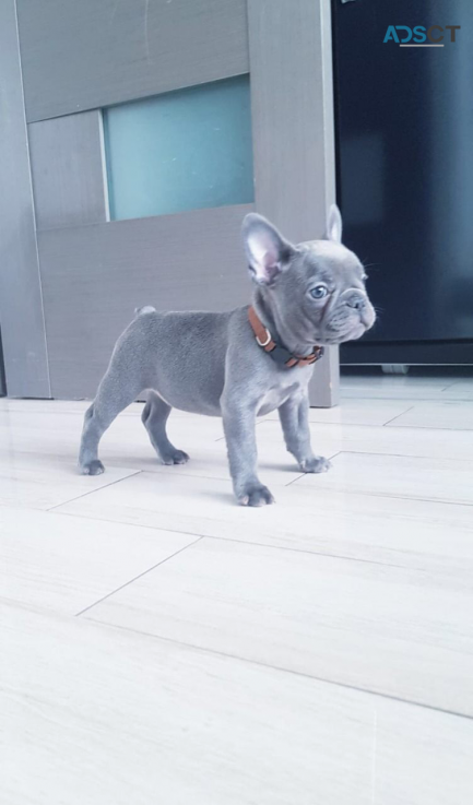 Outstanding French bulldog for adoption 