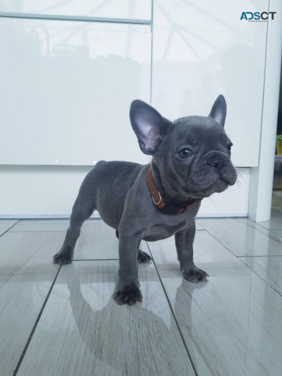 Cute French bulldog puppies available 