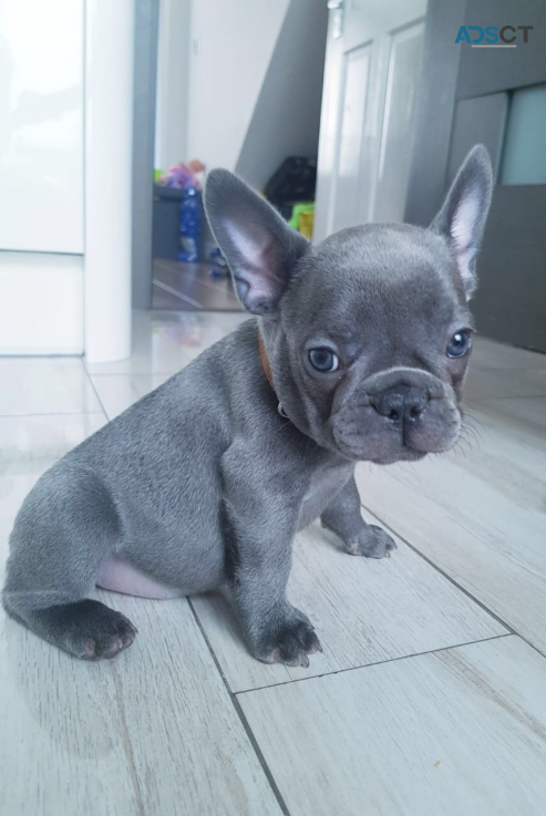 Cute French bulldog puppies available 