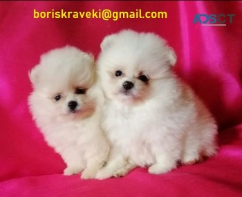 Pomeranian puppies