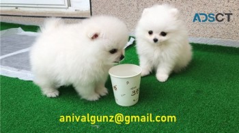 Beautiful Pomeranian Puppies