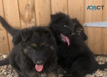 WELL TRAINED GERMAN SHEPHERD PUPPIES