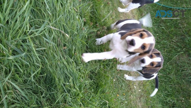 Purebred Beagle Puppies