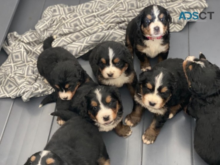 Bernese Mountain Dog Puppies