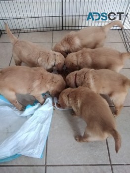 CHARMING GOLDEN RETRIEVER PUPPIES FOR SA