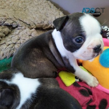 Boston Terrier  Puppies