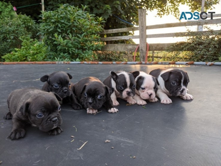 Boston Terrier  Puppies