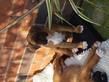 Boxer Puppies