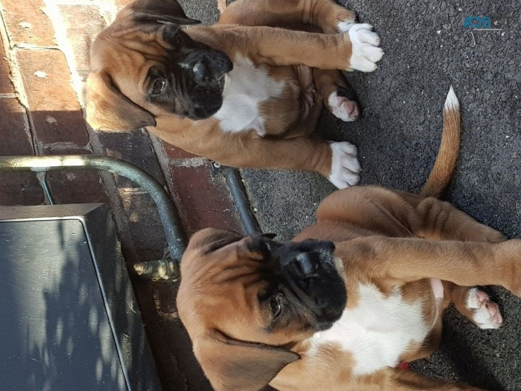 Boxer Puppies