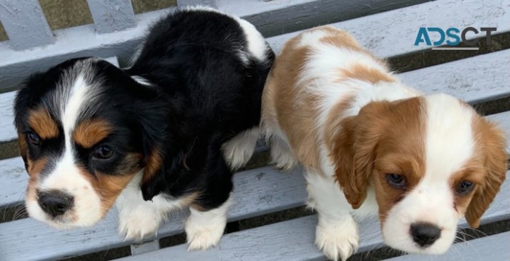 Cavalier King Charles Spaniel Puppies