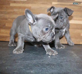 French Bulldog  Puppies