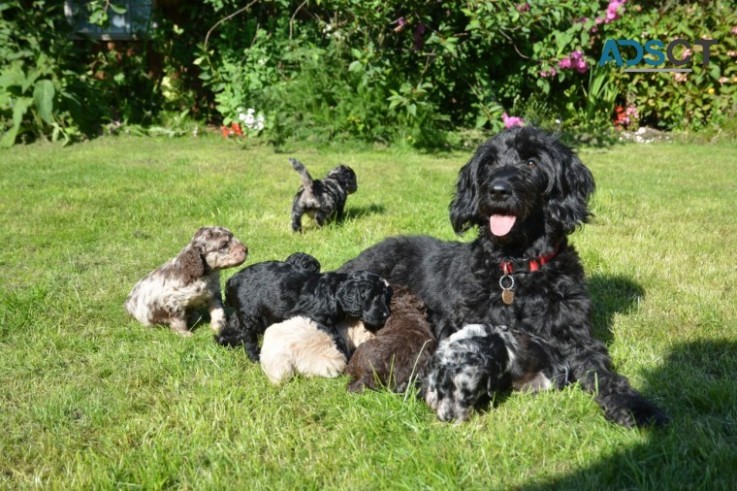 ASTONISHING GOLDENDOODLE PUPPIES FOR SAL