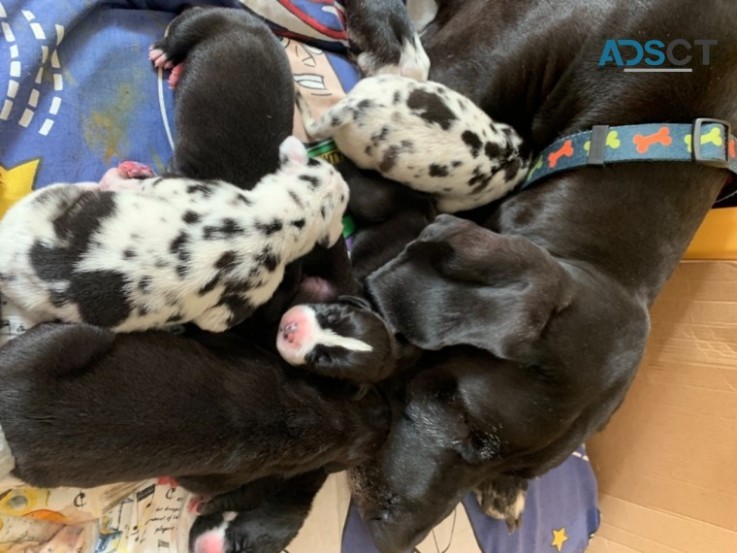 SWEET  GREAT  DANE  PUPPIES