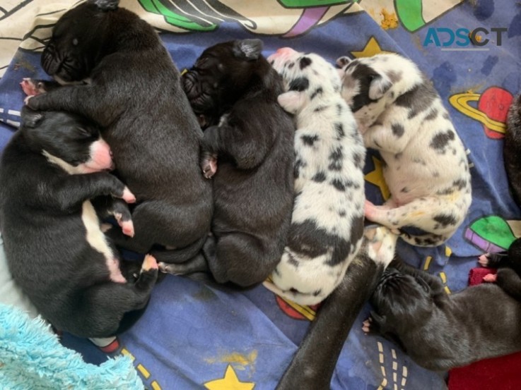 SWEET  GREAT  DANE  PUPPIES