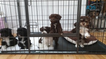 ADORABLE HAVANESE PUPPIES