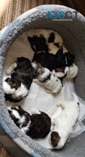 ADORABLE HAVANESE PUPPIES