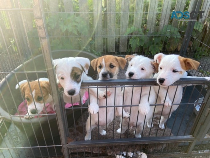 JACK RUSSELL TERRIER PUPPIES