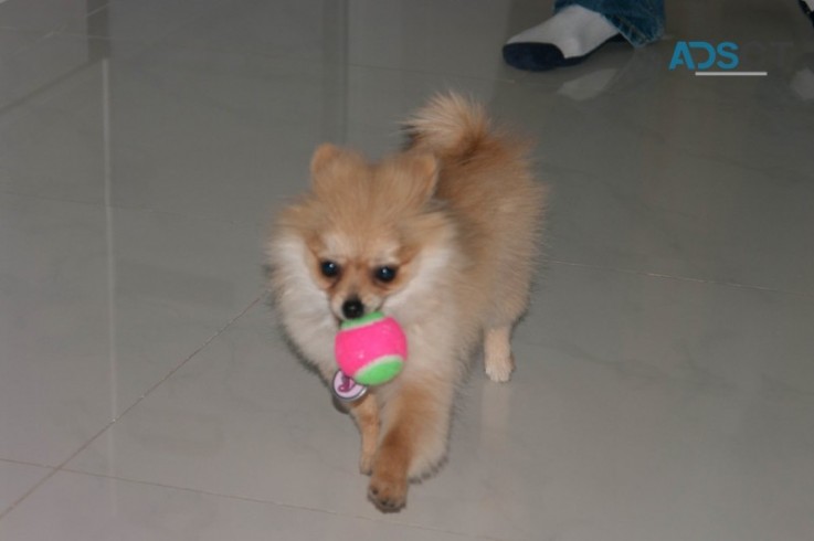 Absolute cute and healthy Pomeranian Pup