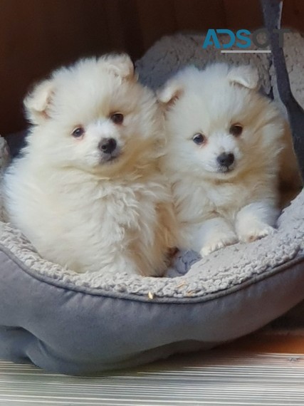 PRECIOUS JAPANESE SPITZ PUPPIES FOR NEW 