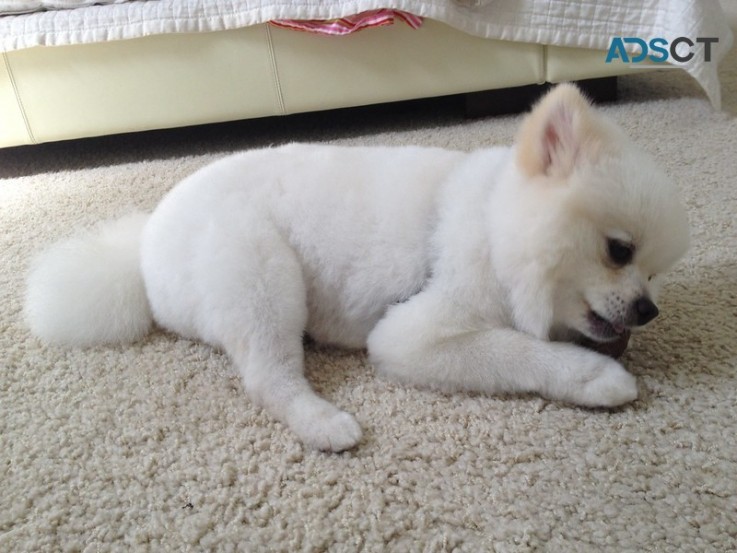 Absolute cute and healthy Pomeranian Pup