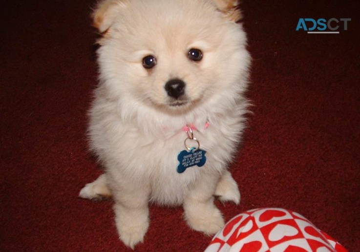 Absolute cute and healthy Pomeranian Pup