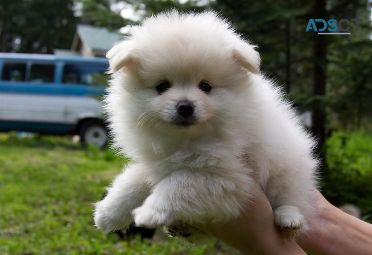 Absolute cute and healthy Pomeranian Pup