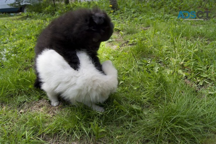 Absolute cute and healthy Pomeranian Pup