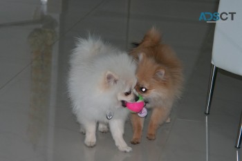 Absolute cute and healthy Pomeranian Pup