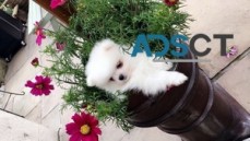 Absolute cute and healthy Pomeranian Pup