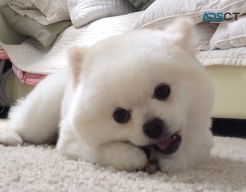 Absolute cute and healthy Pomeranian Pup