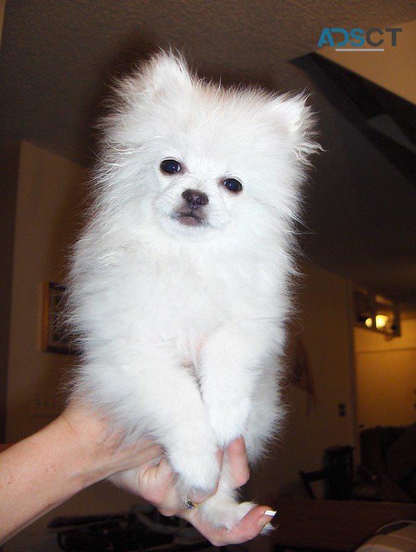 Absolute cute and healthy Pomeranian Pup