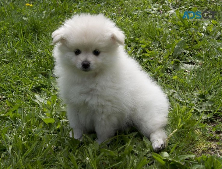 Absolute cute and healthy Pomeranian Pup