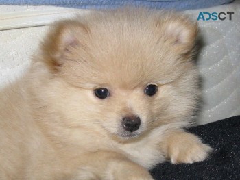 Absolute cute and healthy Pomeranian Pup