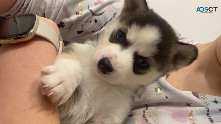 Pomsky puppies for sale